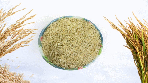 Tibar Rice